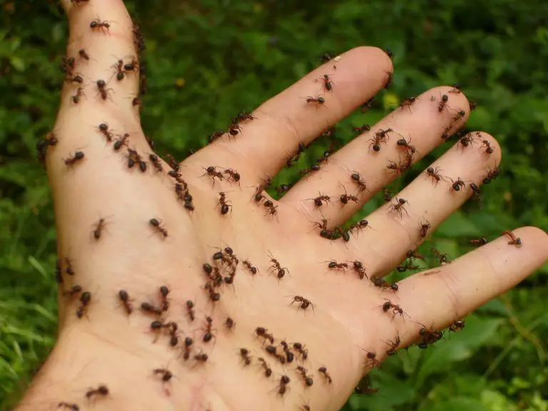 How to Get Rid of Ants