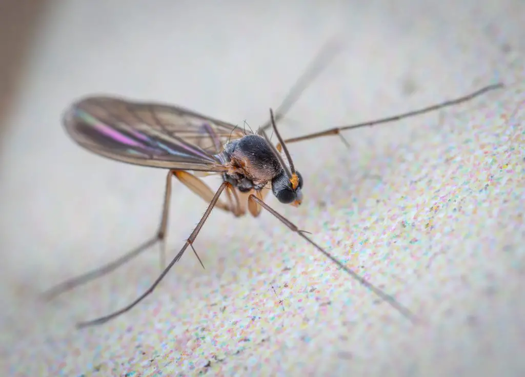 Get Rid of Fruit Flies, Drain Flies, and Fungus Gnats