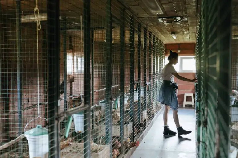 Person caring for animals in a zoo enclosure