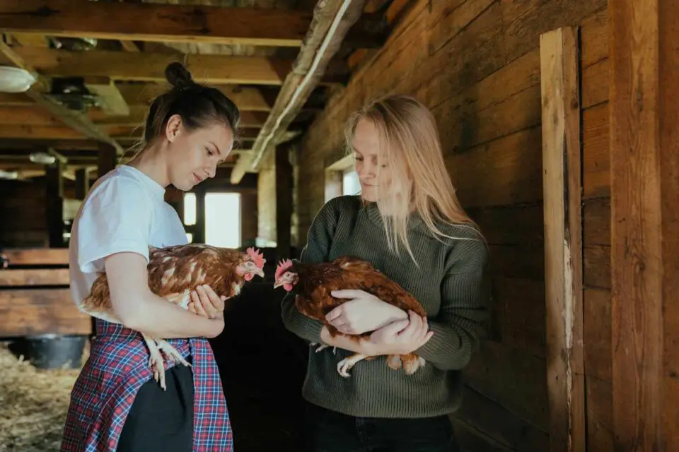Two people holding chickens inside a barn.