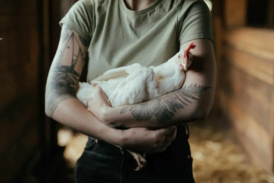 Person with tattoos holding a white chicken.