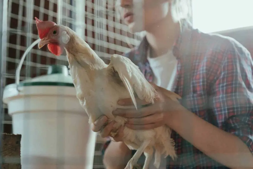 Person holding white chicken in barn