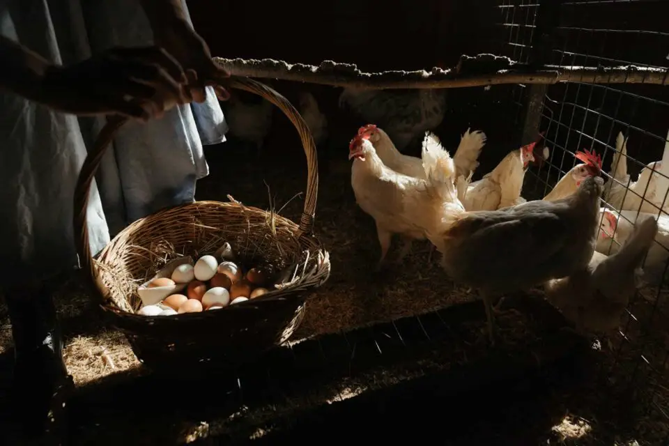 Basket of eggs with chickens in coop.
