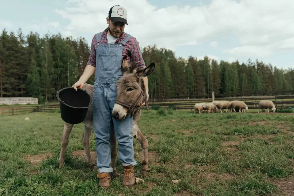 Farmer with donkey on lush farm field