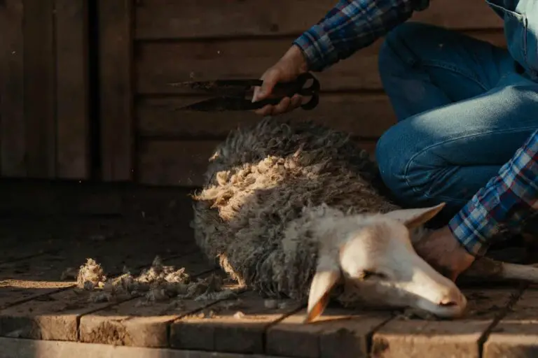 Sheep shearing wool with manual clippers outdoors
