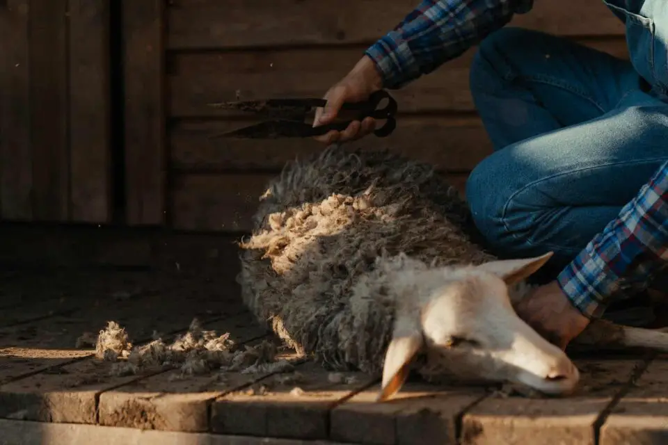 Sheep shearing wool with manual clippers outdoors