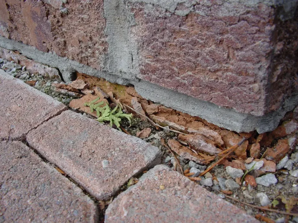 Ground level clay bricks (like these shown here), are the most susceptible to spalling. Winter weather causes absorbed moisure to expand ass it freezes, forcing the brick apart from the inside out.