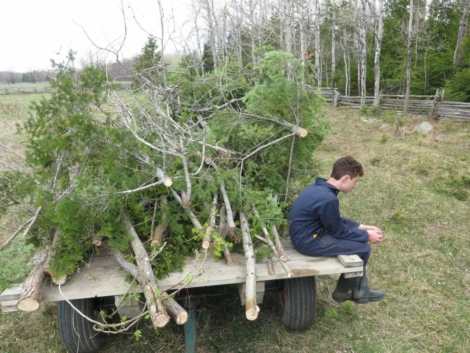 A wagon load of brush that my son, Jacob, and I removed along the edges of one of our cattle pastures. Plain hard work like this is a big part of successful homesteading.