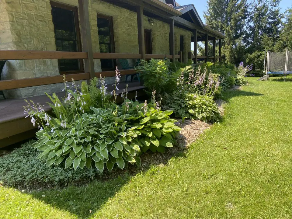 This garden is one of many at our Manitoulin Island home. Heavy, ongoing mulch means the little ecosystem here is in a kind of balanced, steady state. Except for deadheading off the old blooms, our gardens like this can go for weeks and weeks without any attention and no weeding. Without heavy mulch, the story would be very different.