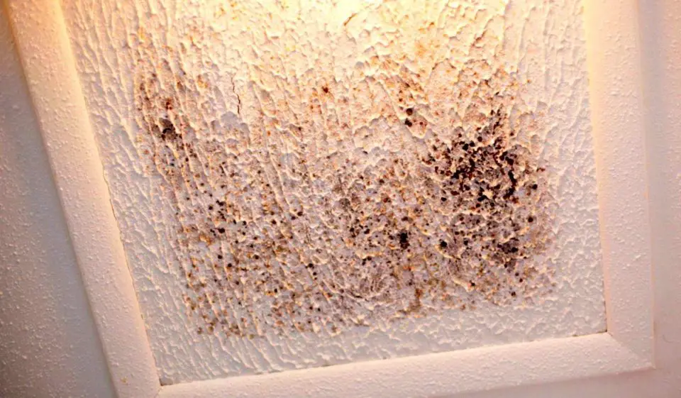 This unsealed and uninsulated attic access hatch got cold enough to trigger condensation and mold growth.