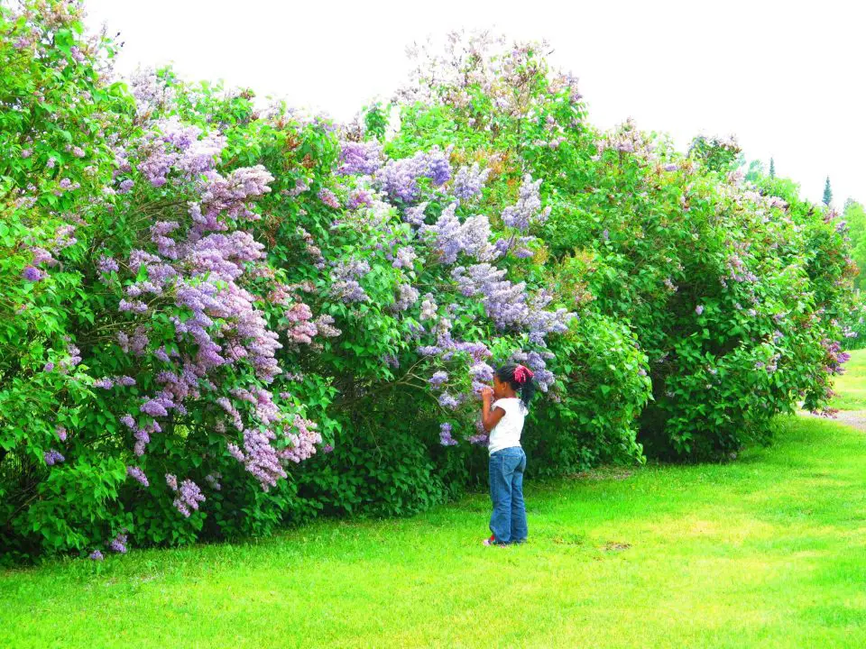 Child admiring purple lilac blossoms in garden.