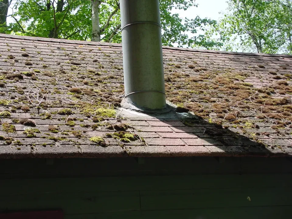 The shingles on this roof are currently in decent (not great) shape, but the moss is shortening their life big-time. Notice how the area downstream of the zinc-coated chimney is clean. Zinc always keeps moss off roofs.
