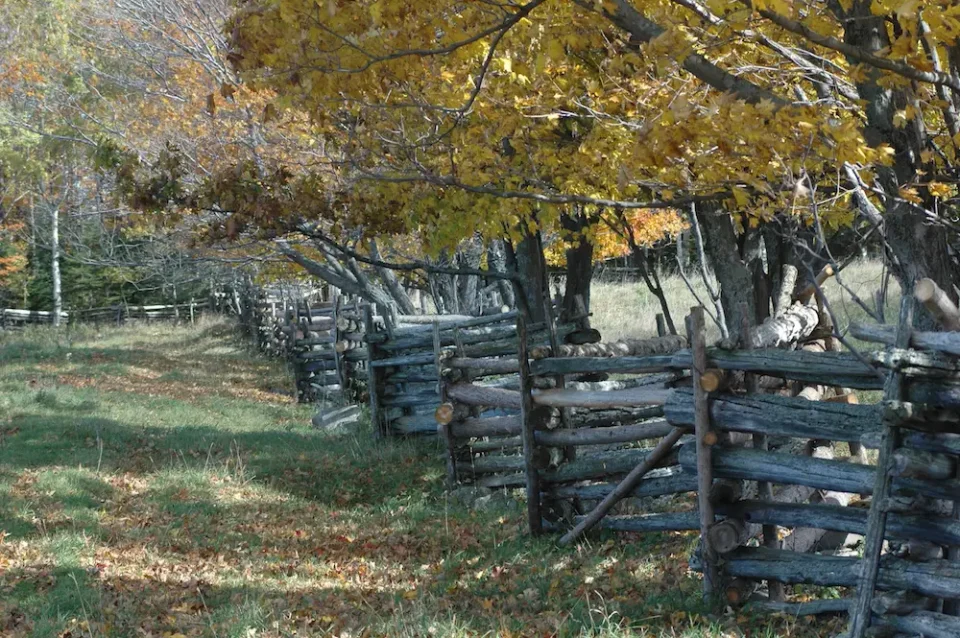 Rustic wooden fence along autumn forest path.