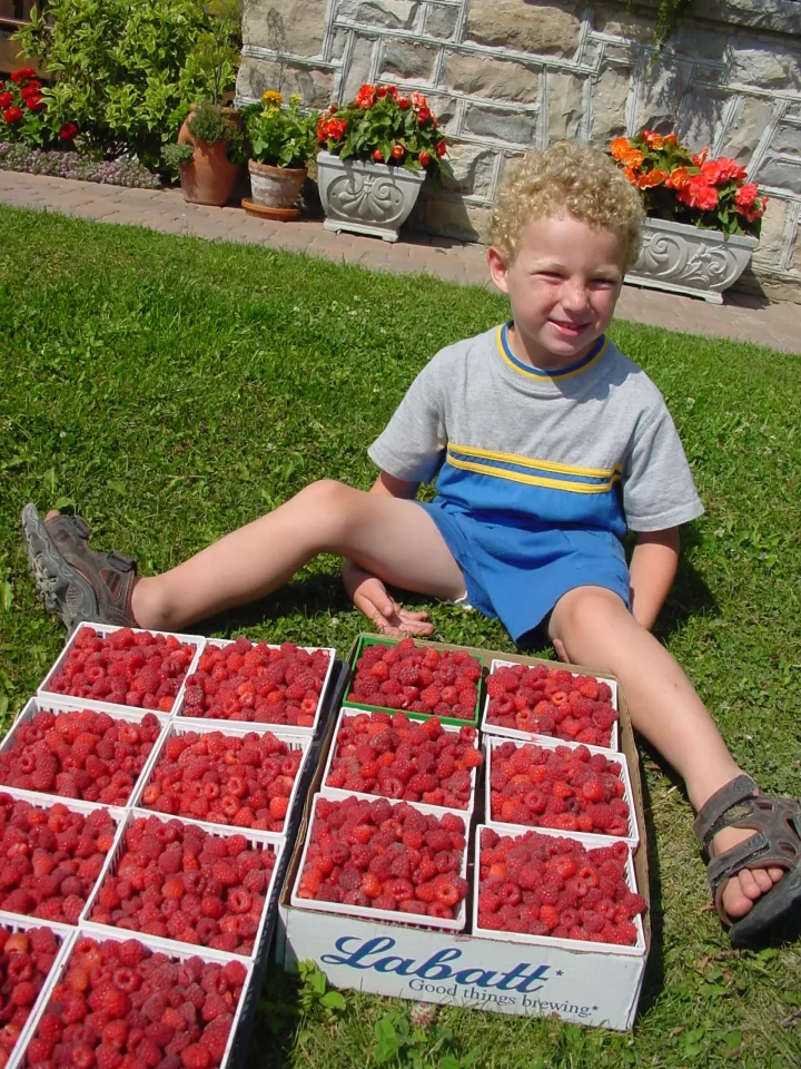 Child with ripe raspberries in the garden