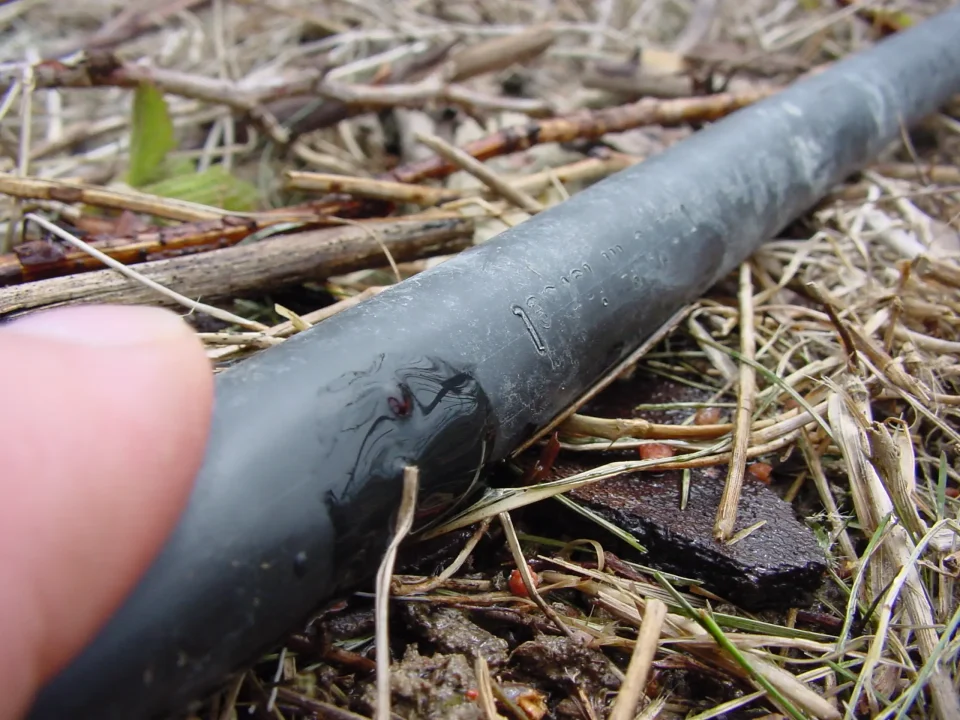 Damaged black garden hose with visible hole