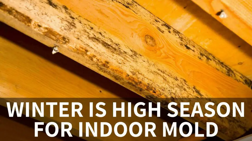 mold growing on wood
