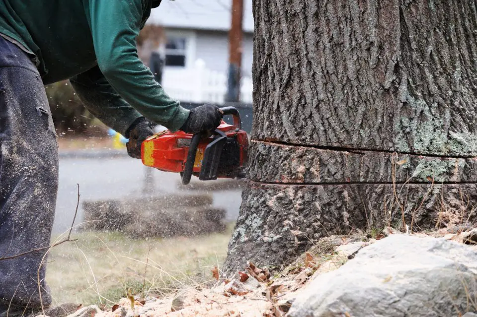 felling a tree with chainsaw