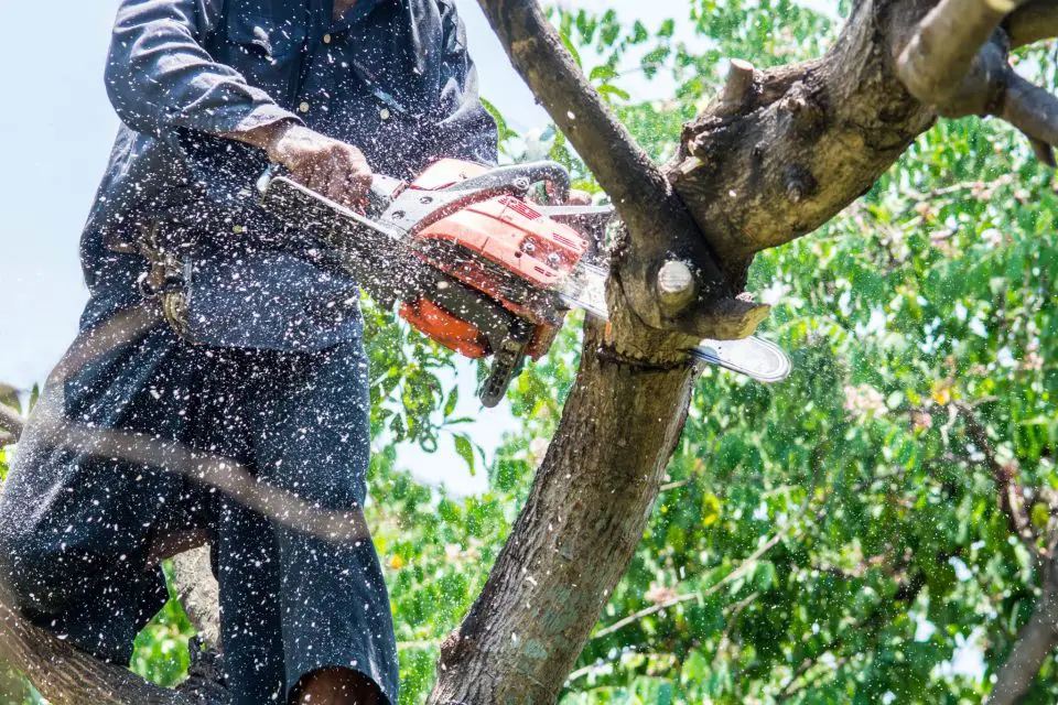 chainsaw cutting tree
