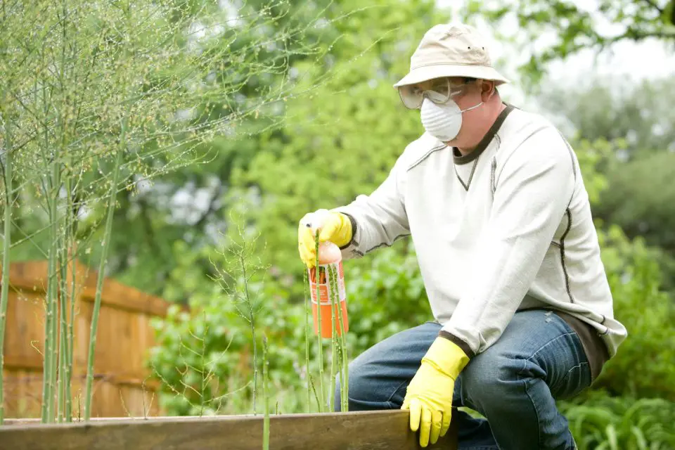 Person gardening wearing mask and gloves