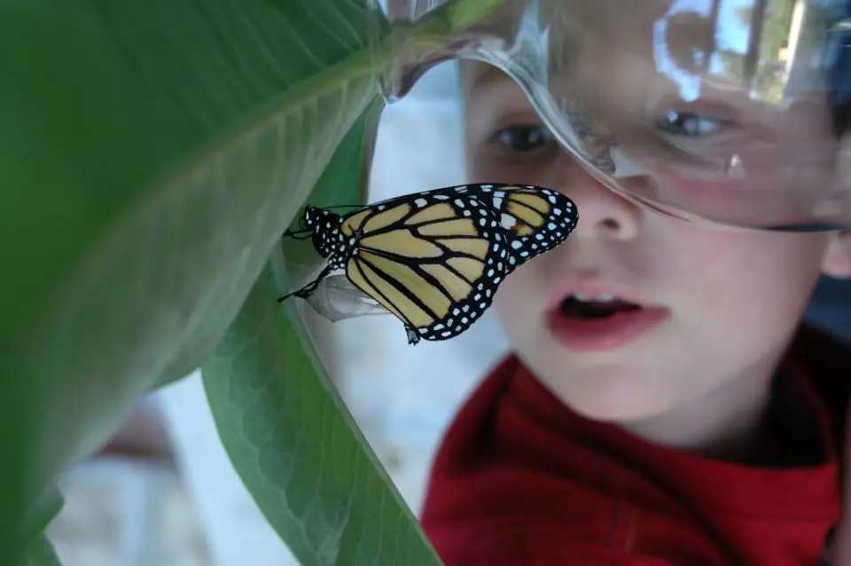 Our Jacob examining a Monarch butterfly he hatched from eggs he found around our place. The best thing about home schooling is the way the learning can be tailored to the individual interests of the child.