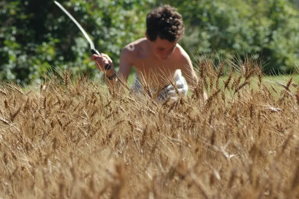 Our Jacob harvesting some wheat by hand using old fashioned tools like the sickle he’s holding. Jacob wondered to me how wheat was grown, so one year we grew a little crop, harvesting it by hand and threshing it the way they did 1000 years ago. Jacob is now in the final stages of becoming a veterinarian and making great use of the hands-on skills he developed growing up.