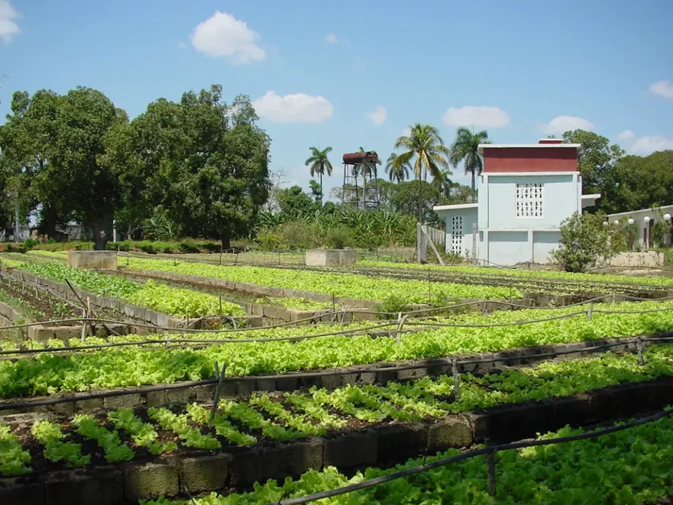 cube agriculture