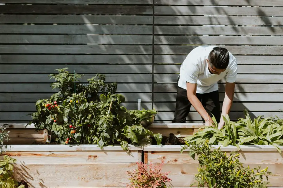 Person gardening in wooden raised bed