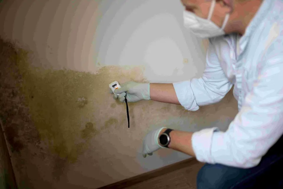 mold remediation