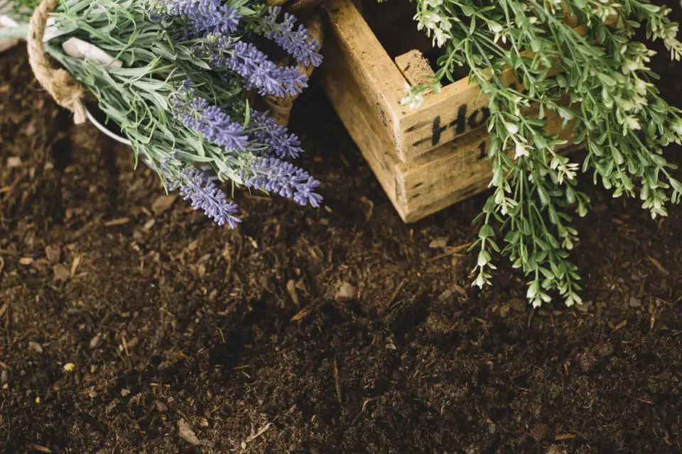 Lavender and herbs in wooden box on soil