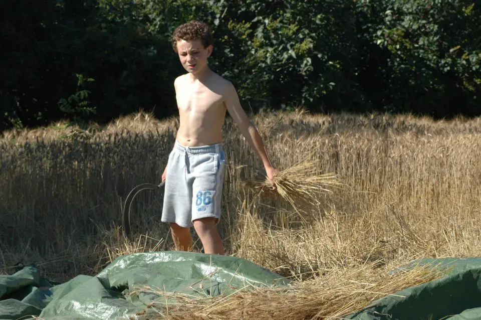 Our youngest boy, Jake, harvesting some wheat he grew by hand “just to see what it was like”.