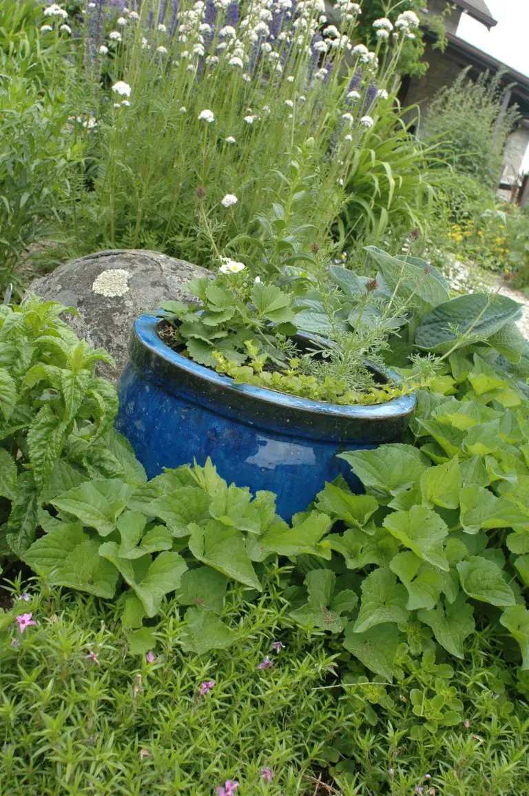 Blue garden pot surrounded by lush green plants.