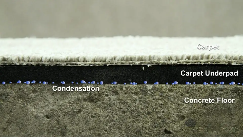 This cross section of carpet, underpad and concrete shows the dynamic that happens when warm, humid air is allowed to make its way through the carpet, condensing on the cooler concrete.
