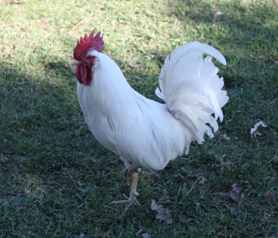 foghorn rooster