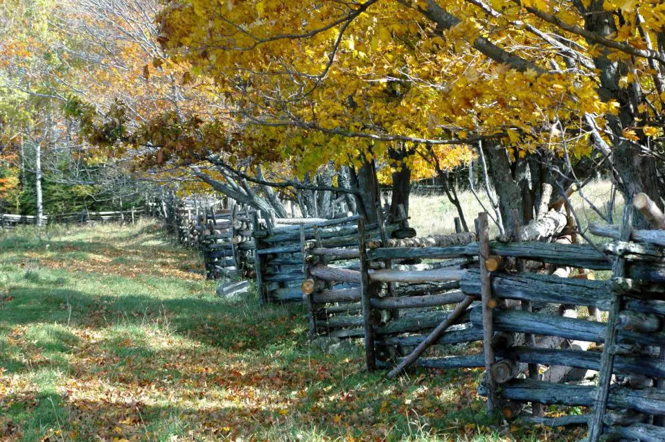 Autumn forest with wooden fences and colourful leaves.