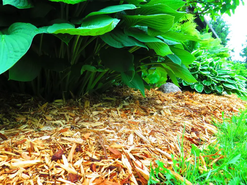 mulch