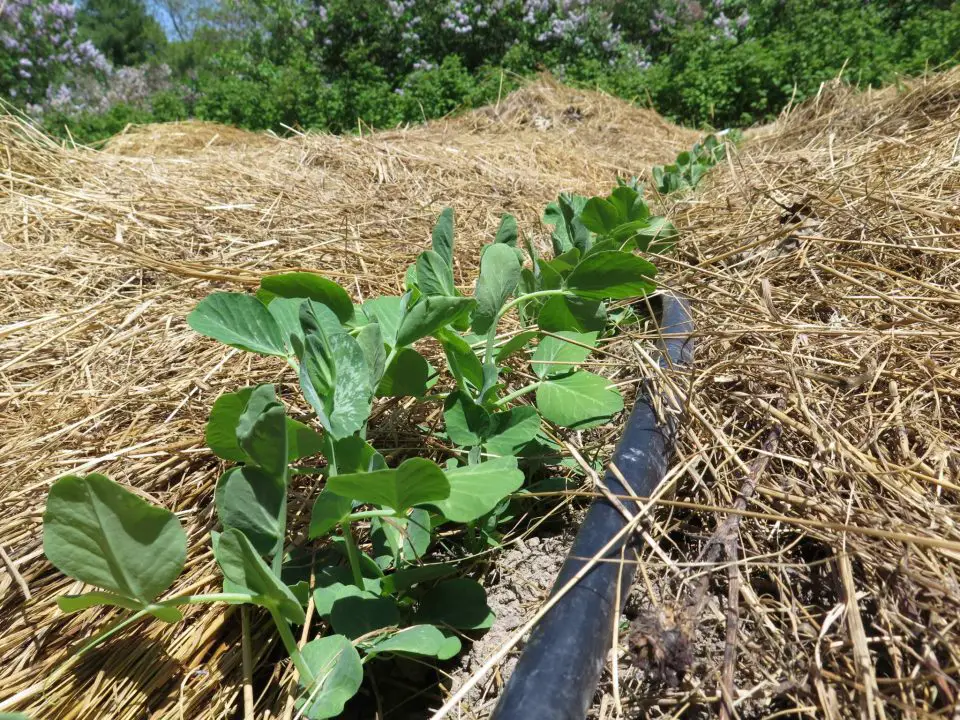 vegetables growing out of mulch