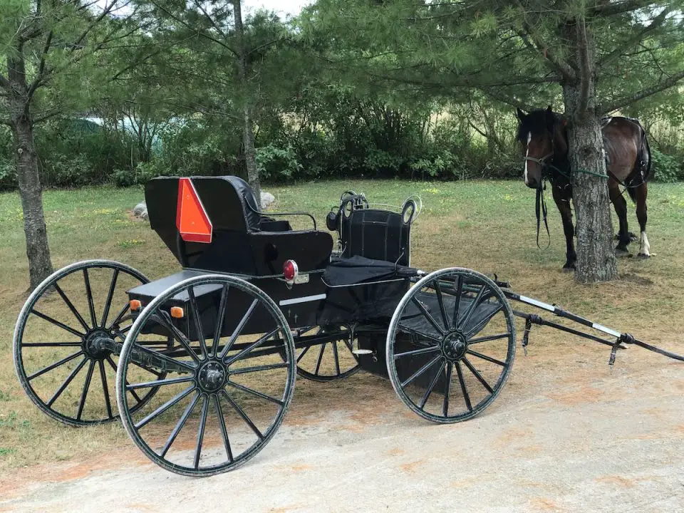 Horse and buggy under trees on a path