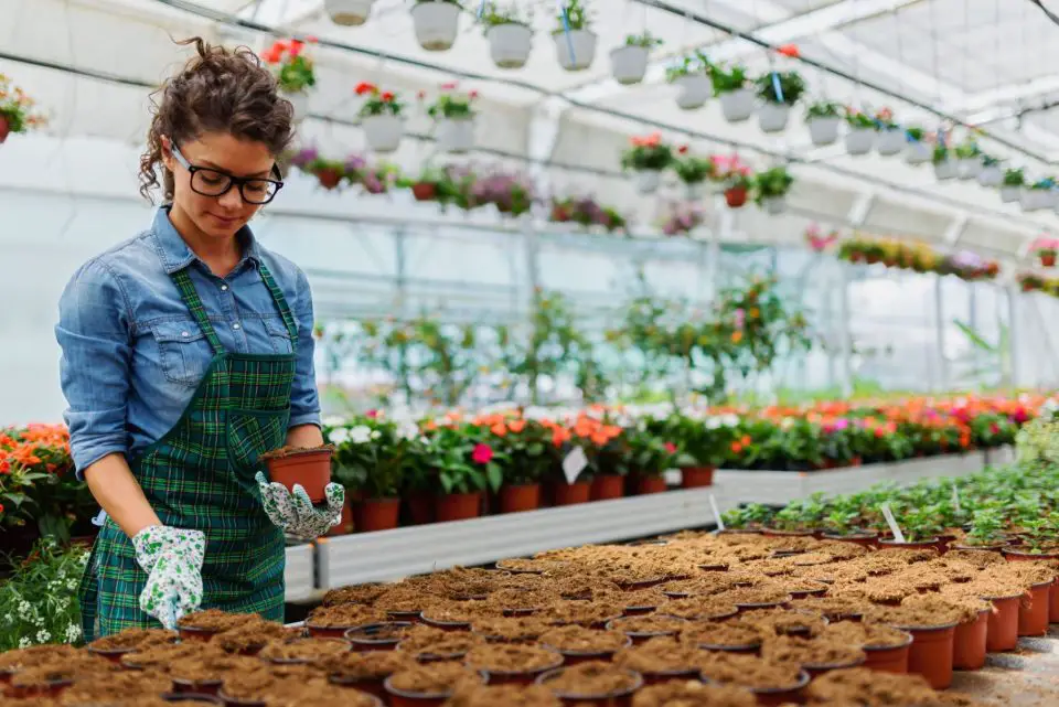 Gardener potting plants in greenhouse.