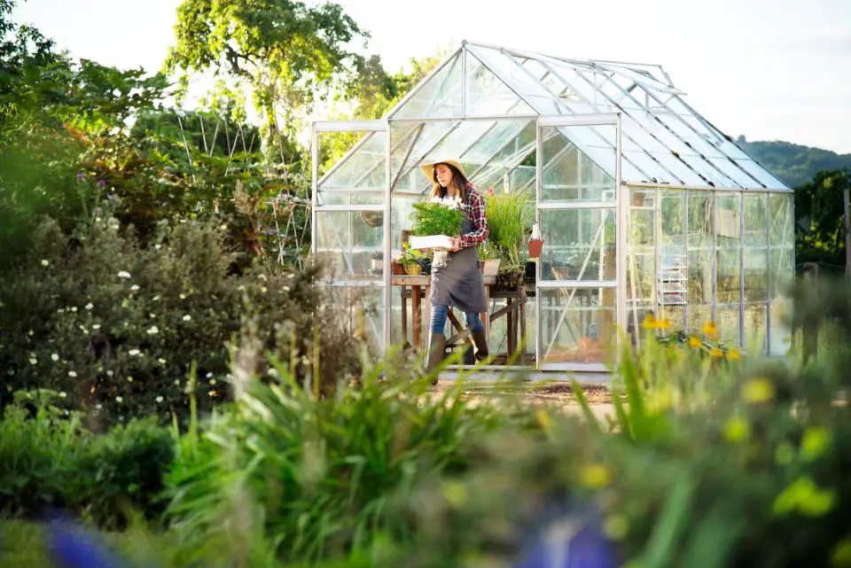 greenhouse