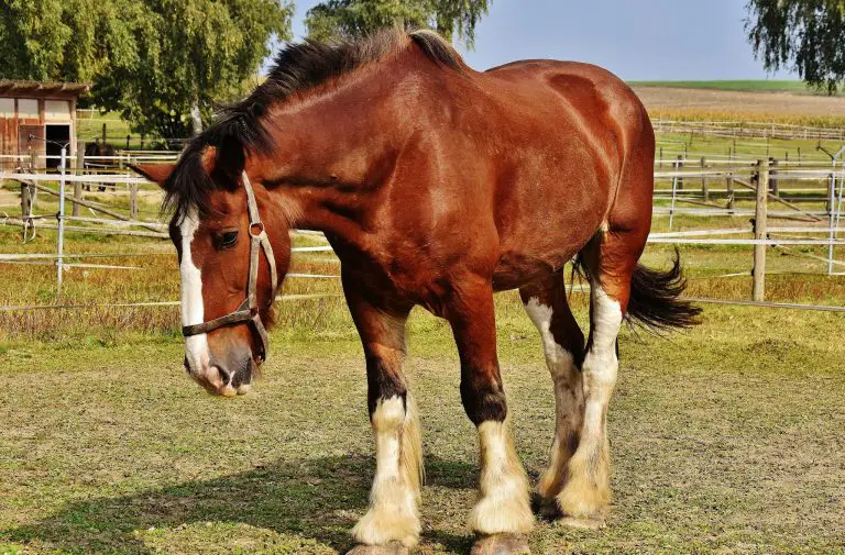 The Most Important Horse Structures You Need for a Safe Environment