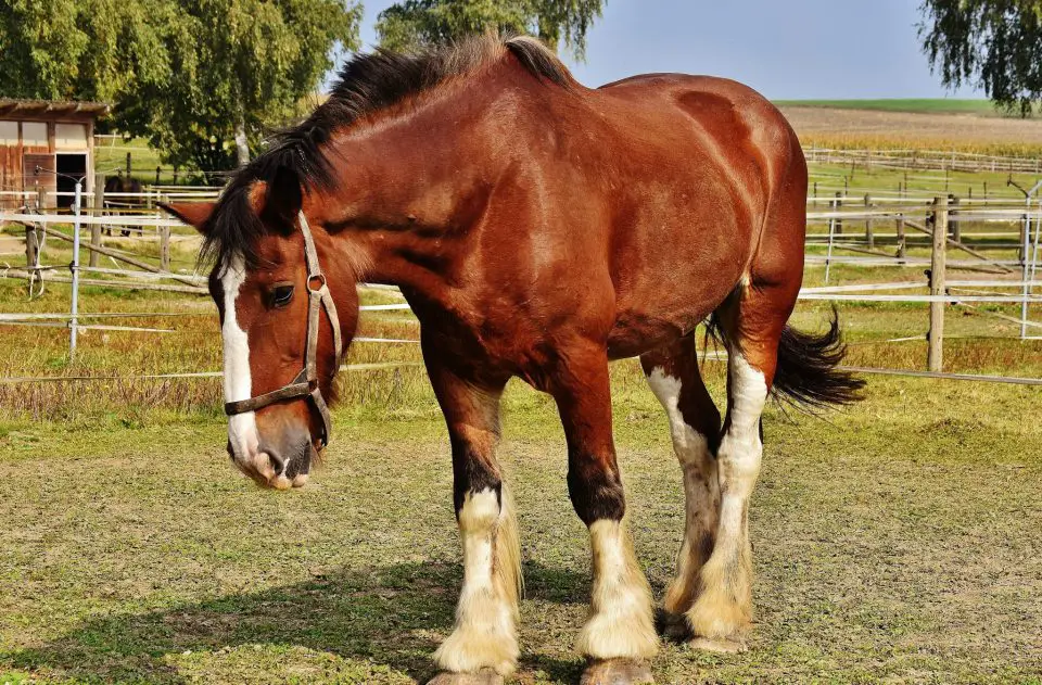 Brown Clydesdale horse standing in a paddock