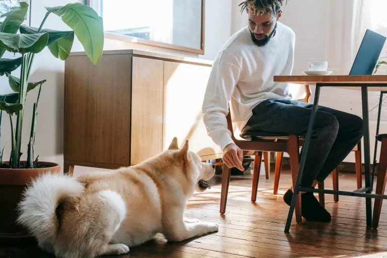 Man feeding Akita Inu under table
