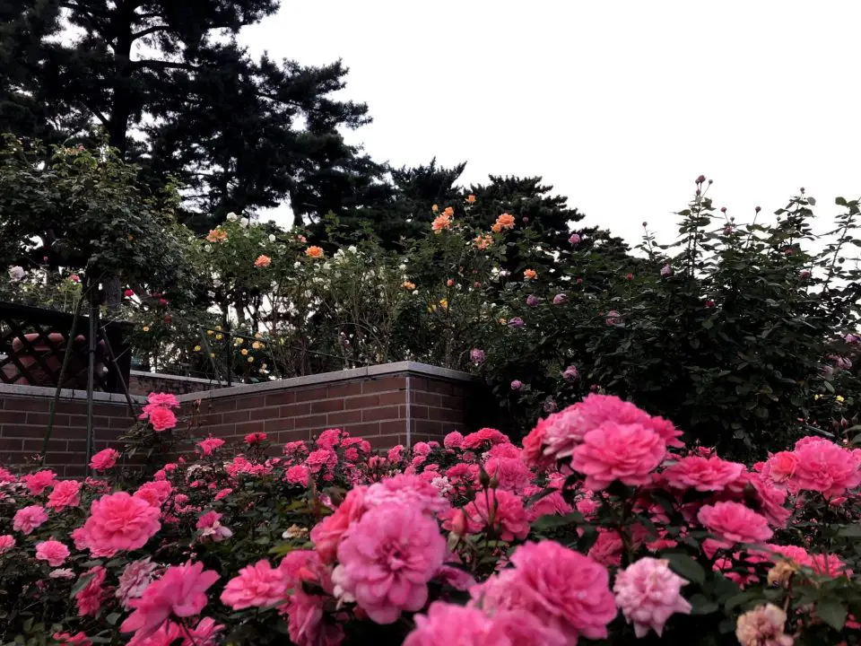 flowers