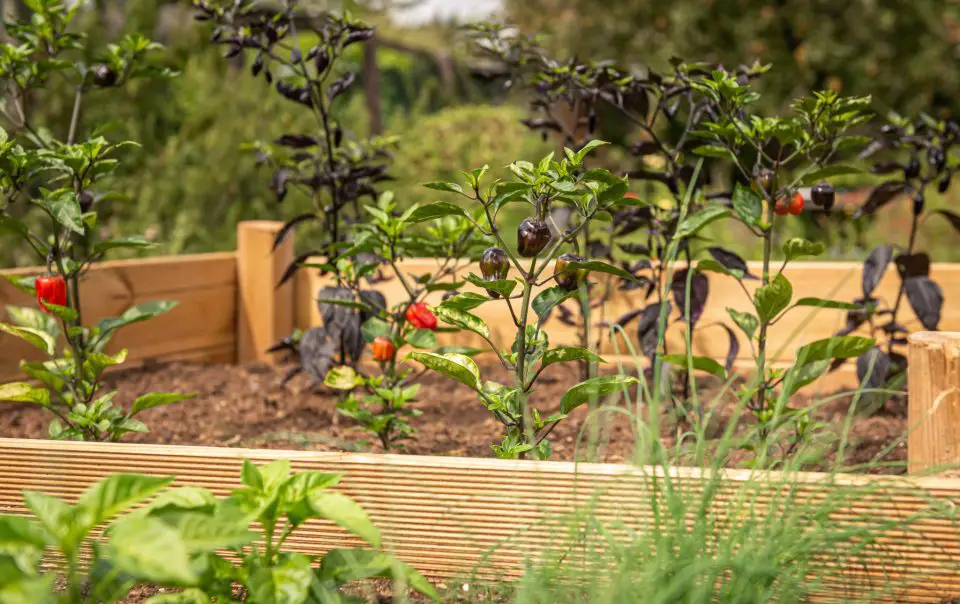Pepper plants growing in a raised garden bed.
