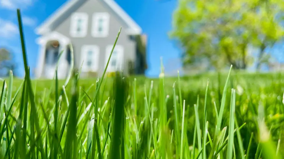 Close-up of grass with blurred house background.