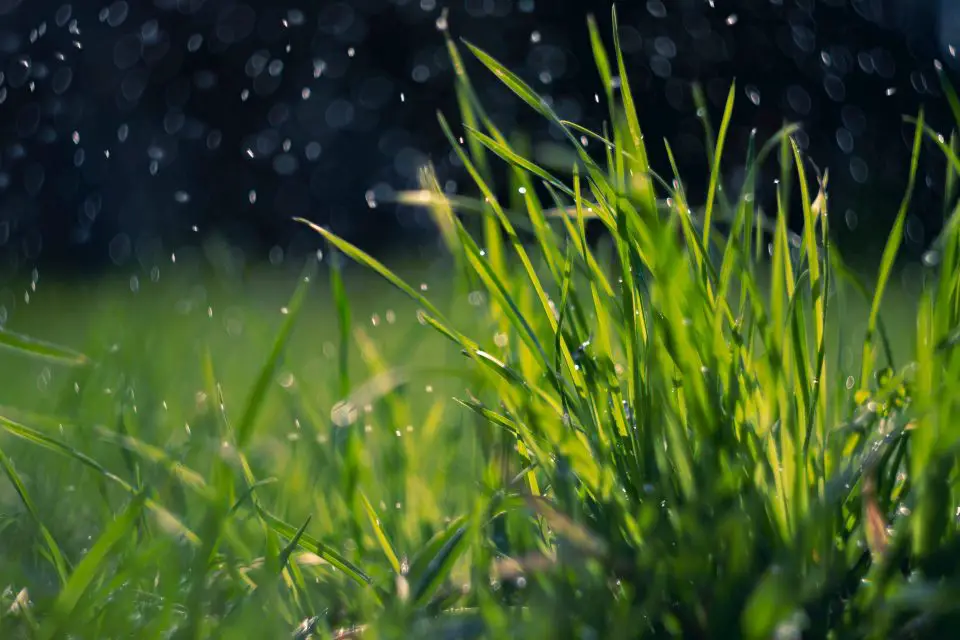 Close-up of grass with raindrops