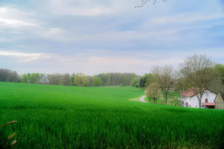 Green field with trees and houses under cloudy sky.