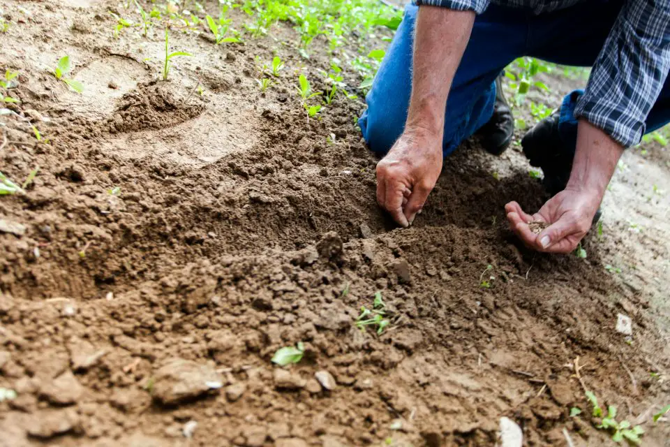 Person planting seeds in garden soil.