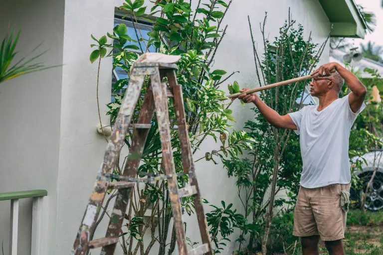 Person uses ladder to prune plants outside house.