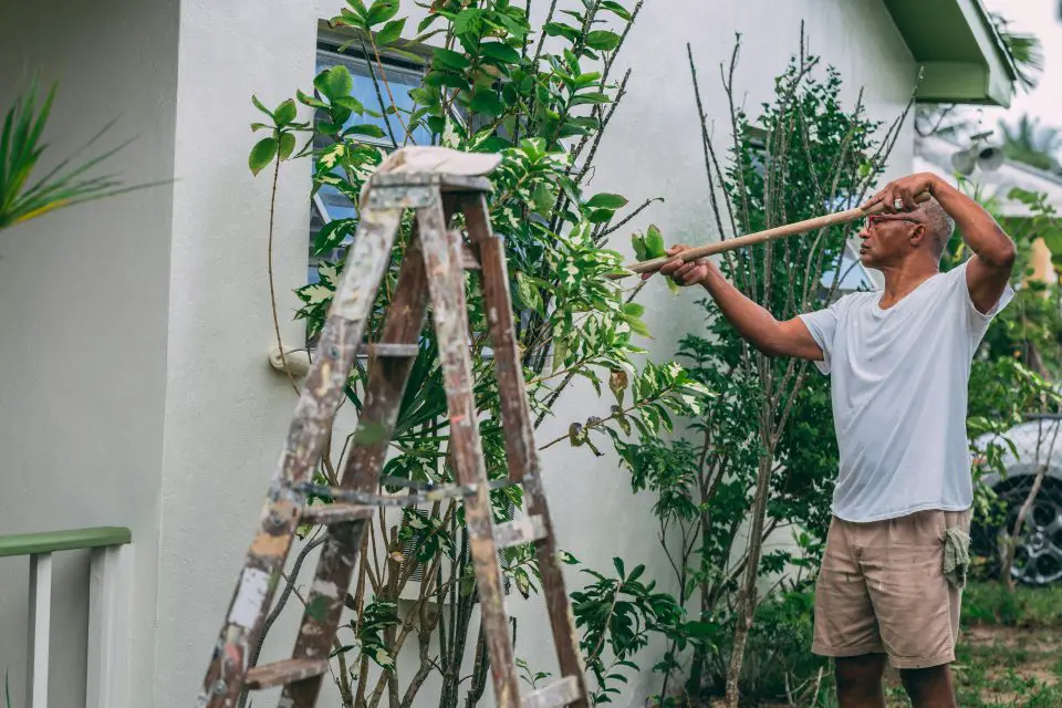 Person uses ladder to prune plants outside house.